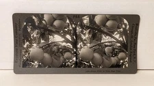 a130, Keystone Stereoview, "Grapefruit on Tree, Near View", P44-16684, 1920