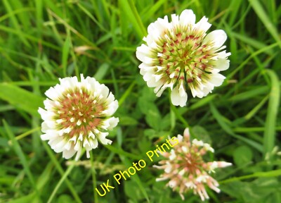 Foto 6x4 Weißklee vom Themseweg Appleford Trifolium repens, die c2015