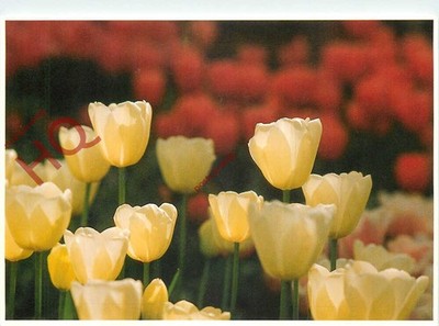 Ansichtskarte -: Tulpen, Jetti Stam & Erique Rebel, Siertulp [Art Unlimited]