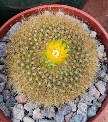 Parodia /Notocactus Graessneri V. Flaviflorus Cactus Ships In A 4'' Pot Beautiful