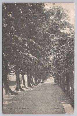 Foley Avenue Hampstead London Tree Lined Street 1906
