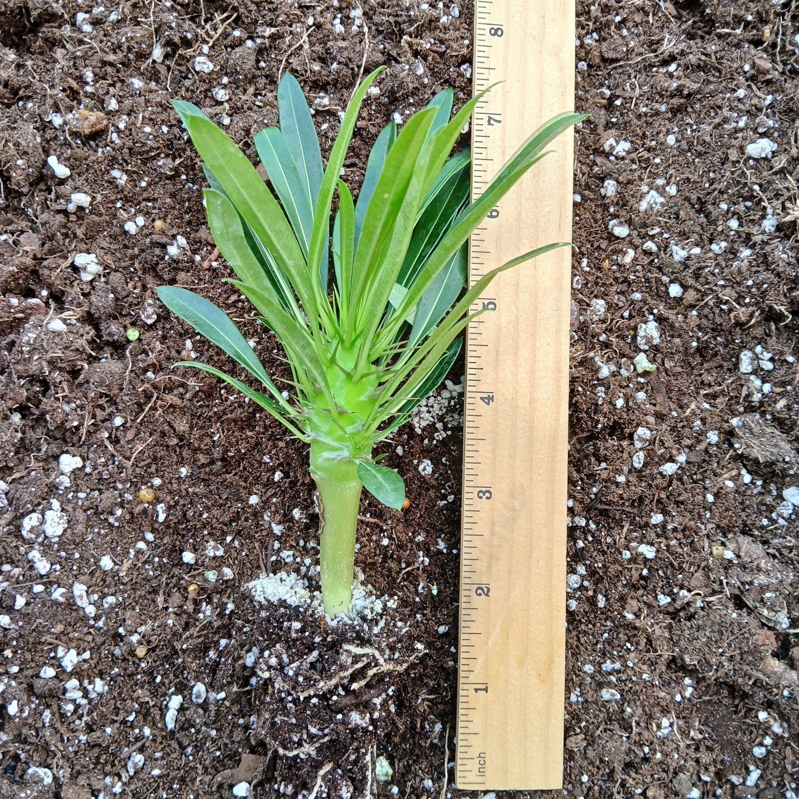 Picture 3 of 8
