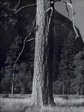 1959 Ansel Adams Yosemite Valley National Park Yellow Pine Tree Art Photo