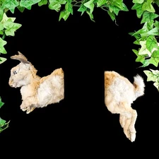 Rabbit Front & Back between rooms Collectible oddity Curiosity Taxidermy gift