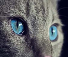 GRAY CAT FACE BUE EYES FELINE COMPUTER MOUSE PAD 9.25 x 7.75 OR HOT PAD