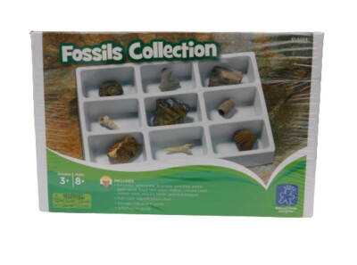 Educational Insights Fossiliensammlung ab 8 Jahren 5204 Set NEU