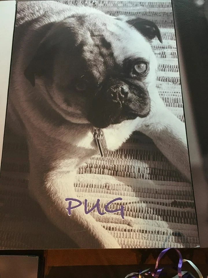 Placas fotográficas peça central festa "tema cachorro" bar/morcego Mitzvah - Imagem 3 de 4