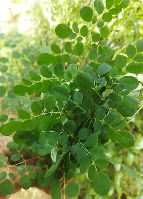 1-OZ Purely sun-dried moringa leaves from sri lanka