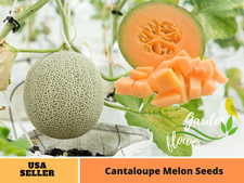 25 seeds Cantaloupe Melon Fruit Seeds-  5003