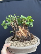 Sumo Gingko Bonsai 