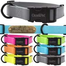 1" Carnival Color Dog Collar with Brass Name Plate