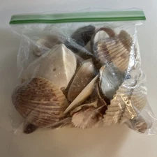 Sea Shell Lot Approximately 60 Shells 🐚 za8
