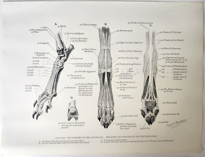 Greyhound Dog Paw Foot Anatomy Ernest Thompson Seton Vintage 1977 Book Art Print