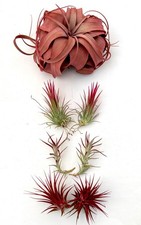 Air Plant Bundle RED 7PK 2"-6"