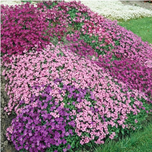 500+ ROCK CRESS SEEDS ROYAL HUMMINGBIRD AUTUMN MIX GROUND COVER DEER RESISTANT - Picture 2 of 6