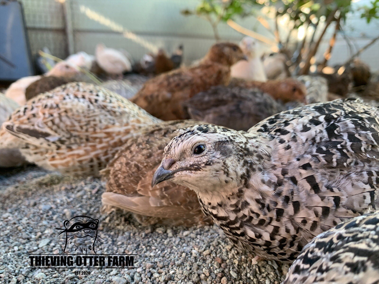 20 Assorted Coturnix Quail Hatching Eggs. Rare and Project Colors