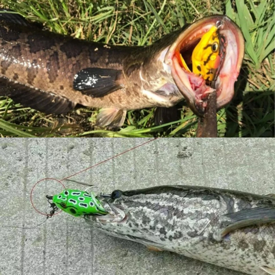 5x Señuelos de Pesca de Alta Calidad Rana Topwater Crankbait Ganchos Aparejos de Cebo de Lubina NUEVO Foto 4 de 4