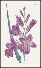 1808 CURTIS Botanical GLADIOLUS BYZANTINUS Corn Flag Pl 874 (CB9/170)