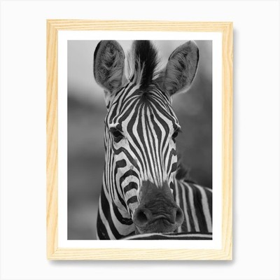 Schwarzweiß Zebra Portrait Kunst Pr gerahmtes Wandbild Poster Leinwanddruck Bild