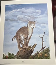 RAY HARM BOBCAT-UNIVERSITY OF KENTUCKY-59 YEARS OLD-ALL PAPERWORK-MINT CONDITION