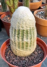  Espostoa Melanostele Peruvian Old Lady Cactus 6"Hx 4"W  Ships Bare Root LARGE