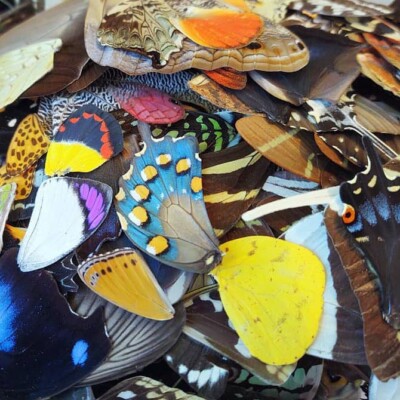 25 PIECES ASSORTED REAL BUTTERFLY MOTH WINGS WHOLESALE LOT MIX