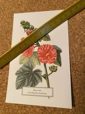 Postkarte ungelaufen Botanicals selt botanis Archiven New York Botanical Garden