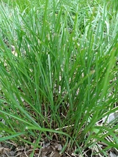 TALL DECORATIVE/ORNAMENTAL PAMPAS GRASS  PLANT 4-8 INCH SET OF 4 starter plants