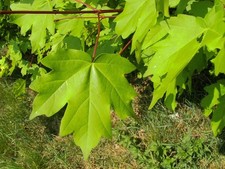 Acer Campestre Field Maple Available it 1, 2 5, and