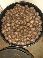 Pecans That Is Fresh and Brown Shelled In North Carolina 100 Natural