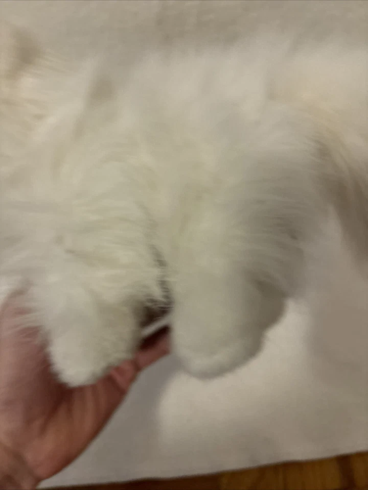 Ganz Webkinz Persian White Cat Kitty 8" Plush Stuffed Animal Blue Eyes No Code - Image 2 of 4