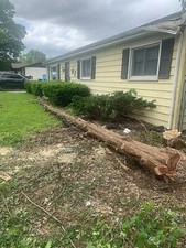 Raw Fresh Red Cedar Tree Trunk