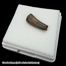 RARE Crocodile Teeth Fossil Sussex UK Wealden Group Lower Cretaceous Authentic