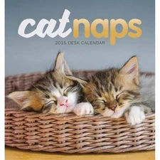 Cat Naps Easel Calendar 2025 (PFP) Calendar Book The Fast Free Shipping