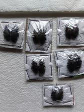 20ex. LOT Carabus (Sphodristocarabus) Georgia