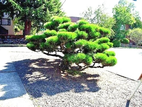 20 SEMILLAS DE PINO NEGRO JAPONÉS (Pinus thunbergii) "Fáciles y famosas para Bonsai" Foto 3 de 4