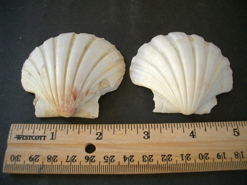 Authentic Natural Sea Scallop Shells 2-5/8" - 2-7/8" Lot of 5 - Picture 5 of 7