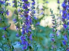 300 Graines - Hysope Officinale - Aromatique - Semences Paysannes - BIO