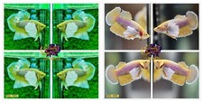 1 Pair - HMPK DUMBO YELLOW PINEAPPLE -LIVE BETTA FISH-HIGH QUALITY-USA SELLER