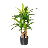 Kunstpflanze Dracena, Farbe GrüN, Inkl. Kunststofftopf, HöHe Ca. 80 Cm