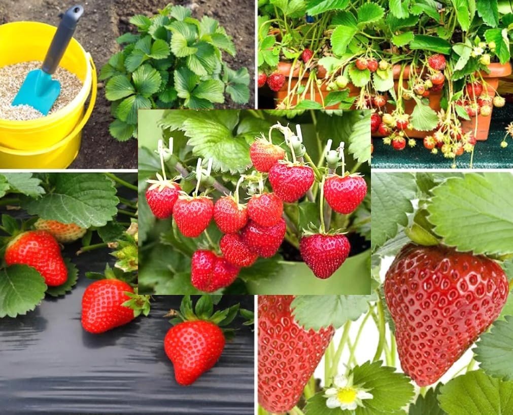 250PCS Alpine Strawberry Fast Growing Wild Strawberry Fragaria