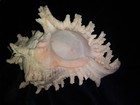 Chicoreus ramosus Big Muricidae, Murex, Sea shell, Conch Stunning 8x6 inches — photo 6