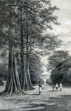 Senegambia , Sédhiou, Trees Bénitier.. Antique engraving  1889