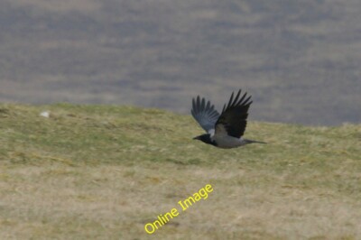 Photo 6x4 Hooded Crow (Corvus cornix), Baltasound Baliasta/HP6009 The sl c2014