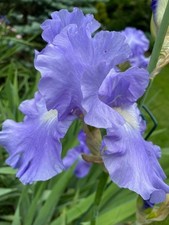 Qty 2 Tall Bearded Iris 