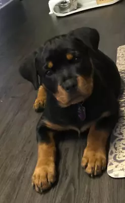Mastiff 47 Rottweiler X Dogs Puppies Gumtree Australia Campbelltown Area Campbelltown 1255116804