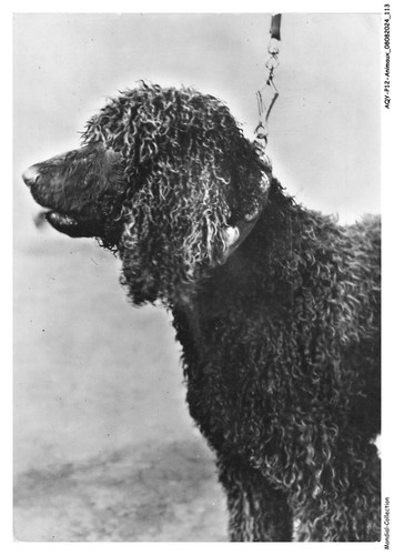 AQYP12-0767-ANIMALS - Dog - Irish Water Spaniel