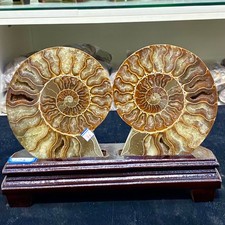 2.72LB Large Natural conch slice a pair Sea Conch Crystal Specimen Slice Healing