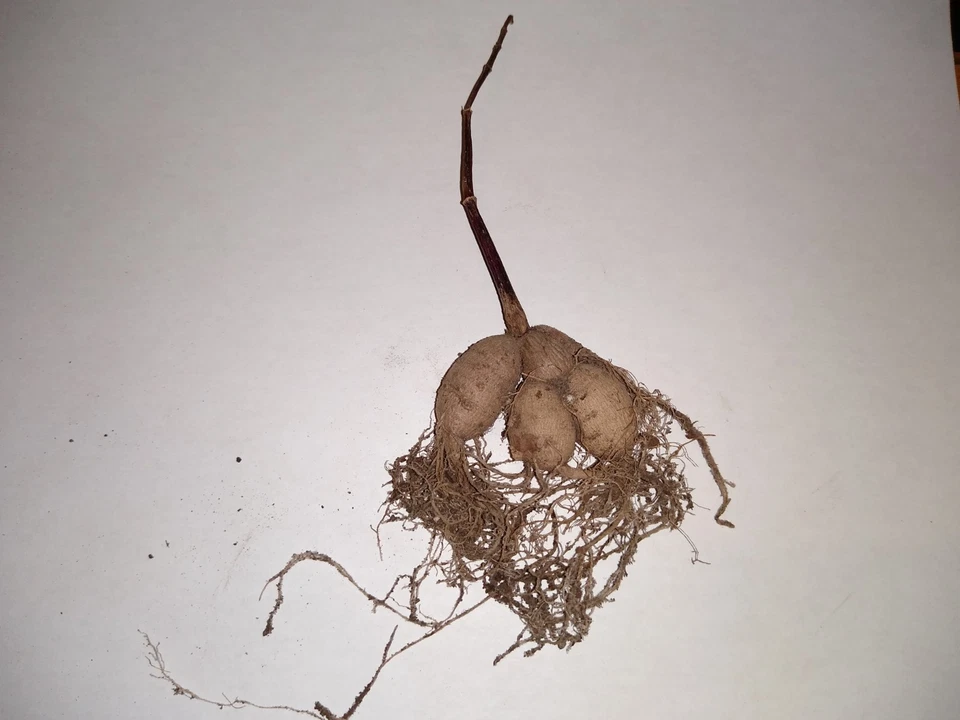 大丽花管簇 - 新鲜 — 第 2/4 张图片