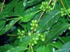 Coffee arabica COFFEE TREE Seeds!